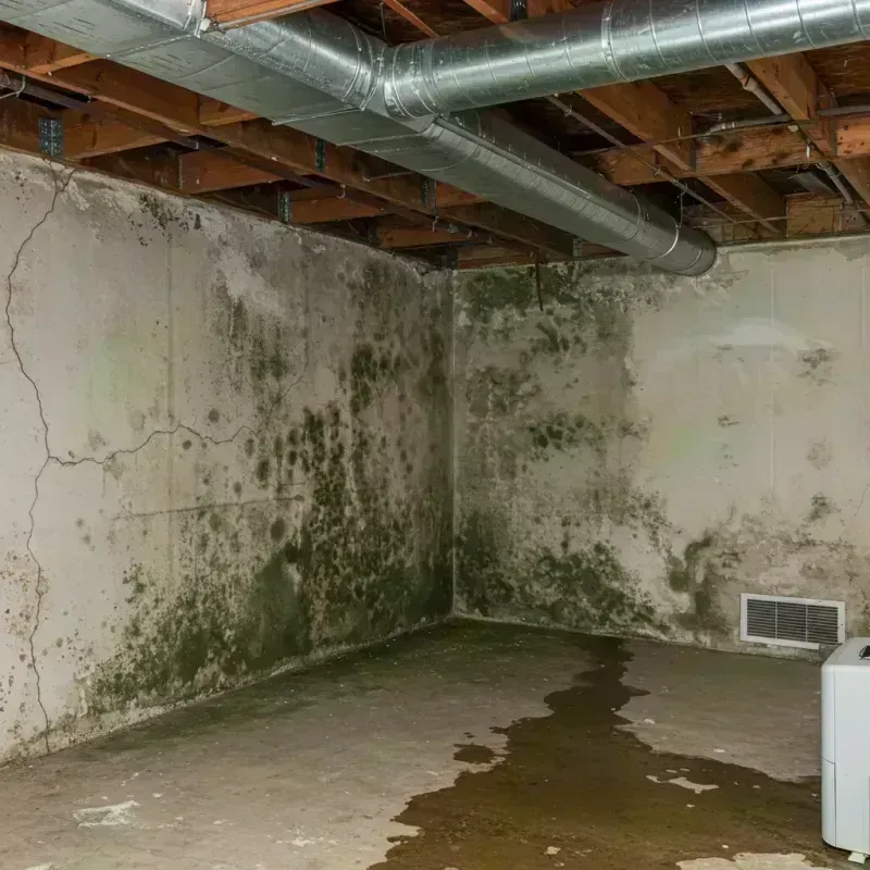 Professional Mold Removal in Loves Park, IL